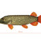 Peluche brochet delphin piky - 101006074_1