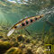 Poisson-nageur delphin wobby jerk-sh - 101007003_96