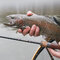 Delphin TROUTERA SoftLURE