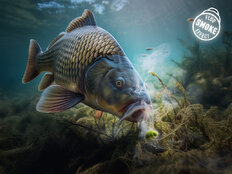 Appât D SNAX SHELL 10mm/30g - Ail-butyric