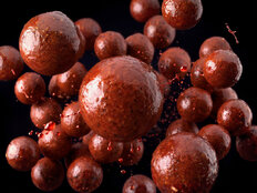 Bouillettes dippées Delphin BreaX/SweetBERRY