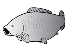 Autocollant Carpe SILVER